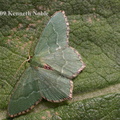 common emerald (Hemithea aestivaria) Kenneth Noble